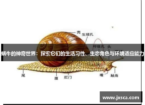 蜗牛的神奇世界：探索它们的生活习性、生态角色与环境适应能力